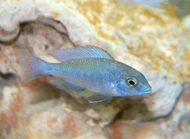Imagem do Peixe Golfinho